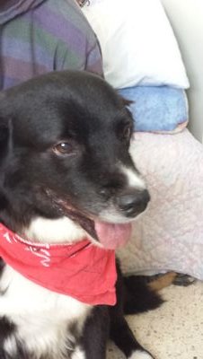 Amante de los animales y la naturaleza, ayudo a los peludos en situacion de calle.