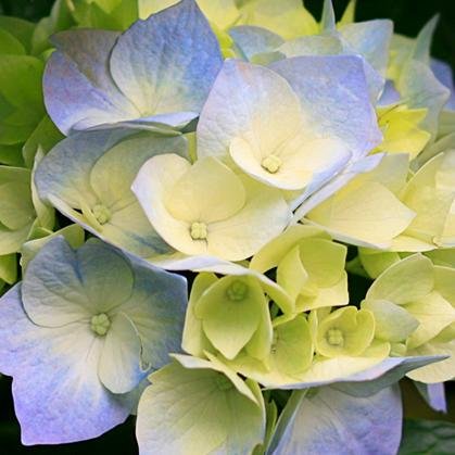 ProjectionTB's profile picture. Trajes de Baños y Mas... Desde 300 piezas en adelante,..........Crea, Diseña, e Invierte!