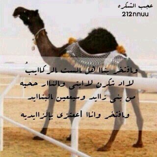 ‏‏‏‏‏محمد  الشكره اهوالبر وابل ومتذوق للشعر وشيلات..♡خطلان الايدى♡