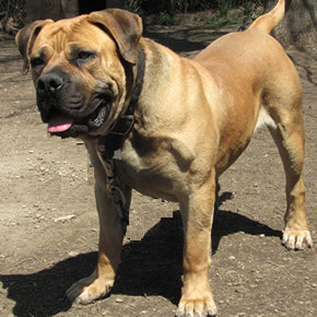 Boerboel Breeder located in Cleveland Ohio Producing training and Raising Champion South African Boerboels