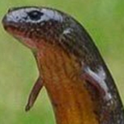 DaPoosyOfficial's profile picture. ssssssssslither