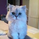 Renee Washington  - @tigerlily1949 - Twitter