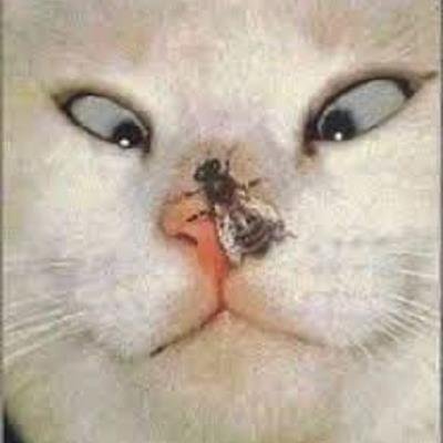 猫好きな人には、たまらなく可愛い～癒しの画像をお届けします♪かっわいいと感じたらフォロー＆RTしてネ♪♪