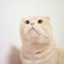 귤 (@0101chocolatte) Twitter