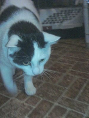 jerseyjoeoa's profile picture. GIMP , wannabe sit  down comic . Conservative. Old fart