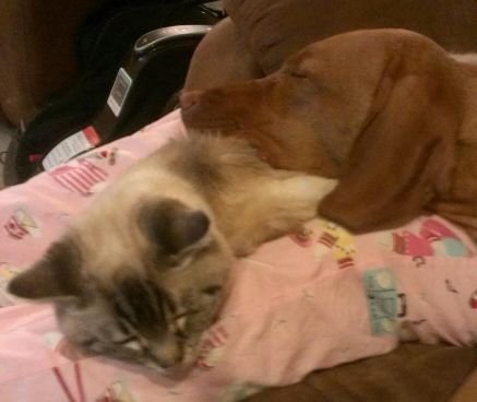 KieraTheRed's profile picture. Just a Vizsla puppy tweeting about my world. I love my doggie sister & my kitty (shhh). I follow other four legged tweeters.