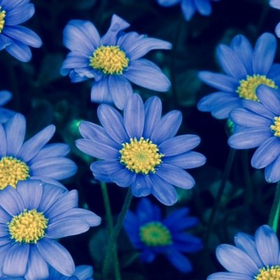 _BLUEdaisies's profile picture. COMING SOON!