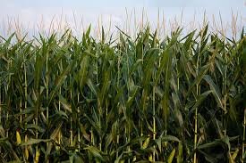 Visit my website at http://t.co/AFhsfIpbYY to volunteer to set aside a percentage of your corn production.