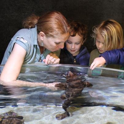 I am a Marine Biologist /Conservationist, and I currently attend Santa Barbara City College. toward finishing my degree. I am also a volunteer/interpreter.