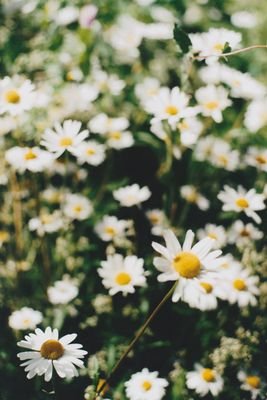 CirclesDark's profile picture. I'm the girl with the dark circles from the internet.