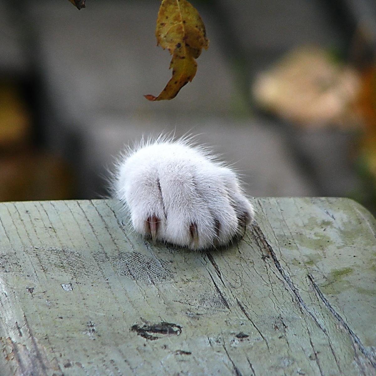 思わずほっこり猫画像 Hokkori Cat Twitter 思わずほっこり猫画像 Hokkori Cat Twitter