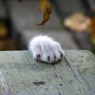 思わずほっこり猫画像