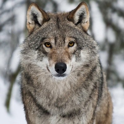 Julio_jucesi's profile picture. Im Just me