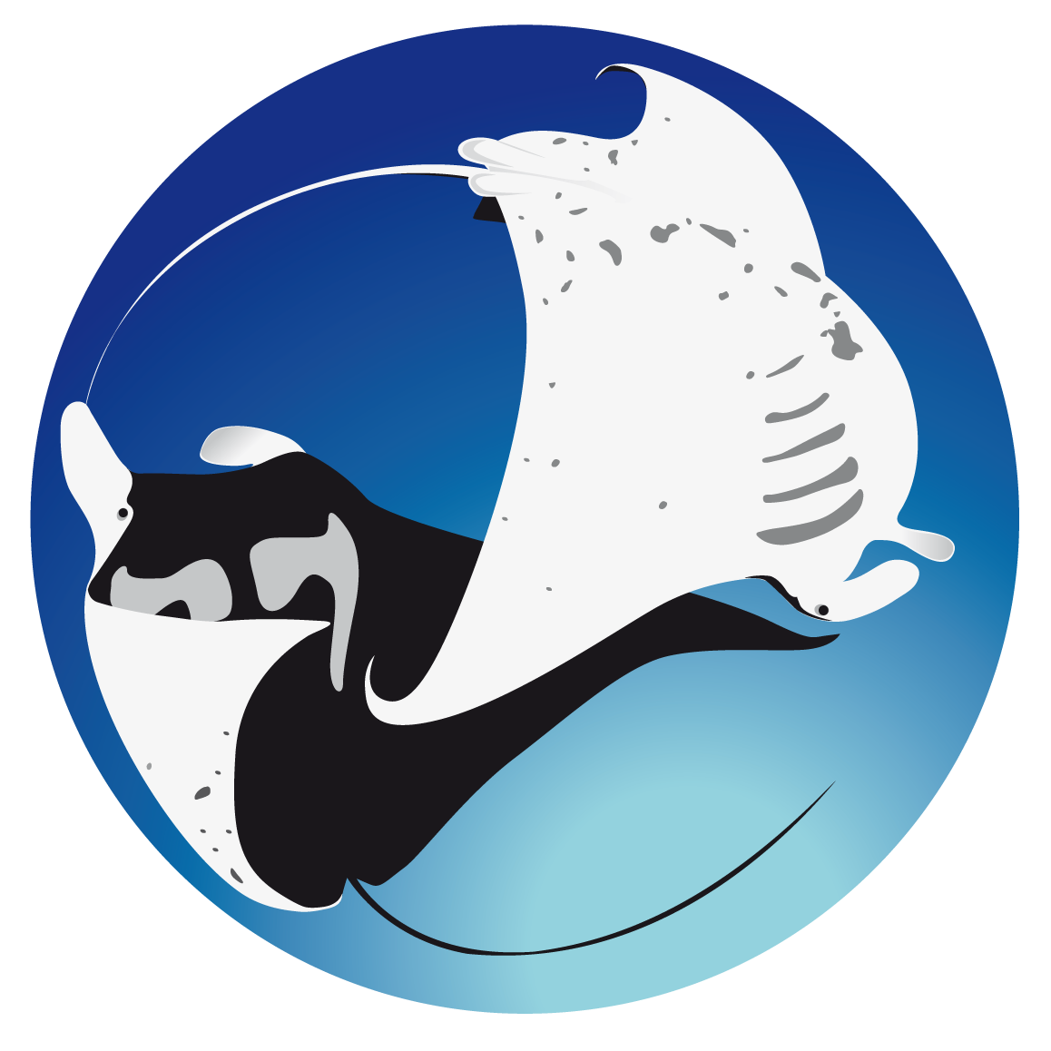 Project Manta is a research group studying manta rays and based at the University of the Sunshine Coast, Australia #projectmanta #mantaray