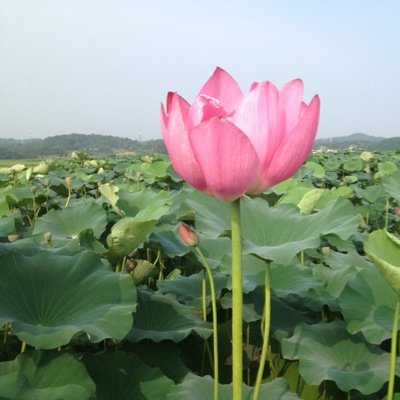 Peace be with us! 자신의 일에 최선을 다하는 따뜻한 마음을 가진 쌤이고자 하고, 관심분야의 트윗을 주로 RT하며, 좋은 지식과 착한 정보에 고맙고 마음을 울리는 글에 공명. 맞팔은 무딘편.