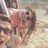 dilekdndarr's profile image