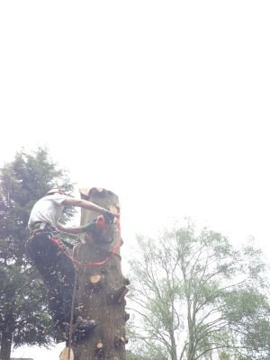 I am Simon Burnley owner and founder of Burnley's Tree Services. I am an arborist and gardener located in Hertfordshire.