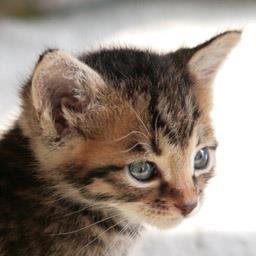 赤木ねこさんのプロフィール画像