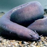 Hagfish Biologists (@hagfishbio) 's Twitter Profile