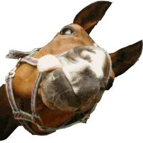 humor , funny pets , curiosities and actuality