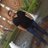 SHIVAM5822's profile image