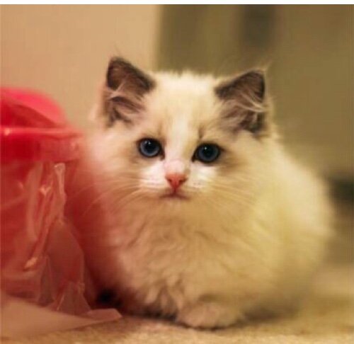 yuexiz's profile picture. iOS Developer