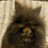 Sashafemme's profile image