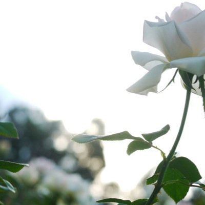 ゆったりと、季節の花の開花や、お気に入りをつぶやいて行きたいと思います。