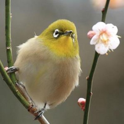 綺麗な日本語 على تويتر 東雲 しののめ とううん 夜明け前に茜色にそまる空のこと 名前の苗字でもある言葉ですね