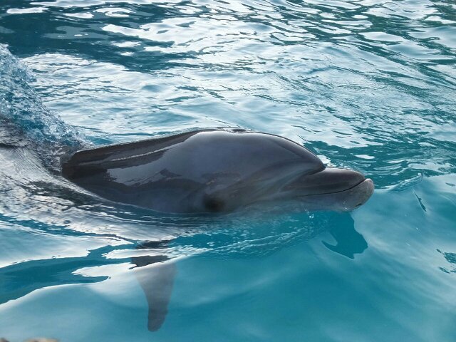 KobachiKorokoro's profile picture. 