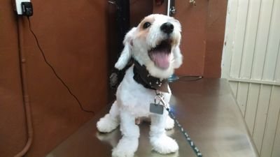 petset29's profile picture. 