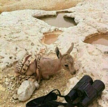 الله يحفظ الإسلام والمسلمين.