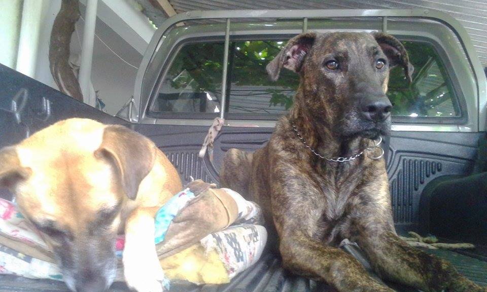 Si me piden  ayudar ,  a un humano y una criatura de 4 patas, primero elijo ayudar al de 4 patitas, y luego ayudo al humano. Así soy yo, perdón si ofendo.