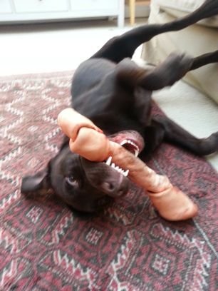 The official twitter feed of a very hungry labrador. All views expressed are mine, not my pack leader's