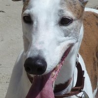 Linda Weber(@LAGreyhound) 's Twitter Profile Photo