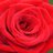 Rprinses's profile image