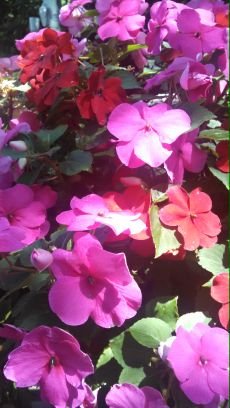 Mlampelhc's profile picture. 