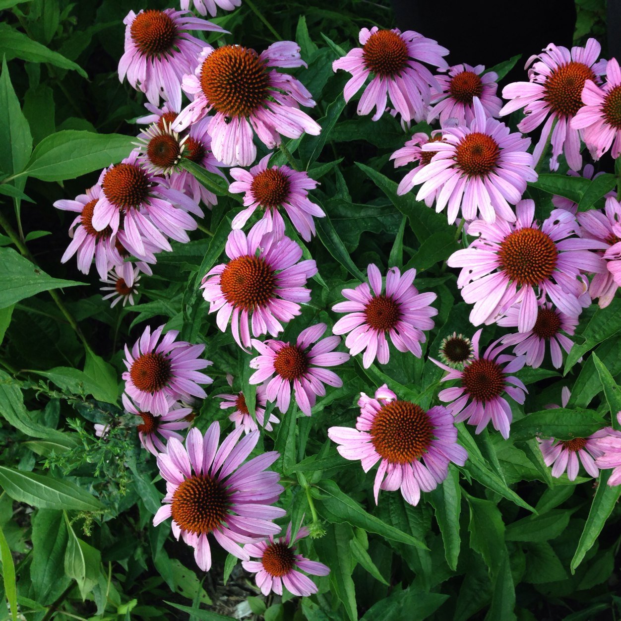 chanyeidlisz's profile picture. 