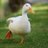 duckingauto's profile image