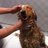 Lupishorta's profile image