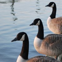 David Edleston (@dedleston) Twitter profile photo