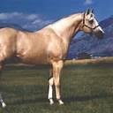 Younger sister to Spirit and I am Friendly Mustang till you misses with my Herd/Family |OUAT|MC| Spirit: Stallion of the Cimarron OC||Shapeshifter ||