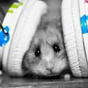 Lynne Meier - @978b1465d0dc4e0 - Twitter