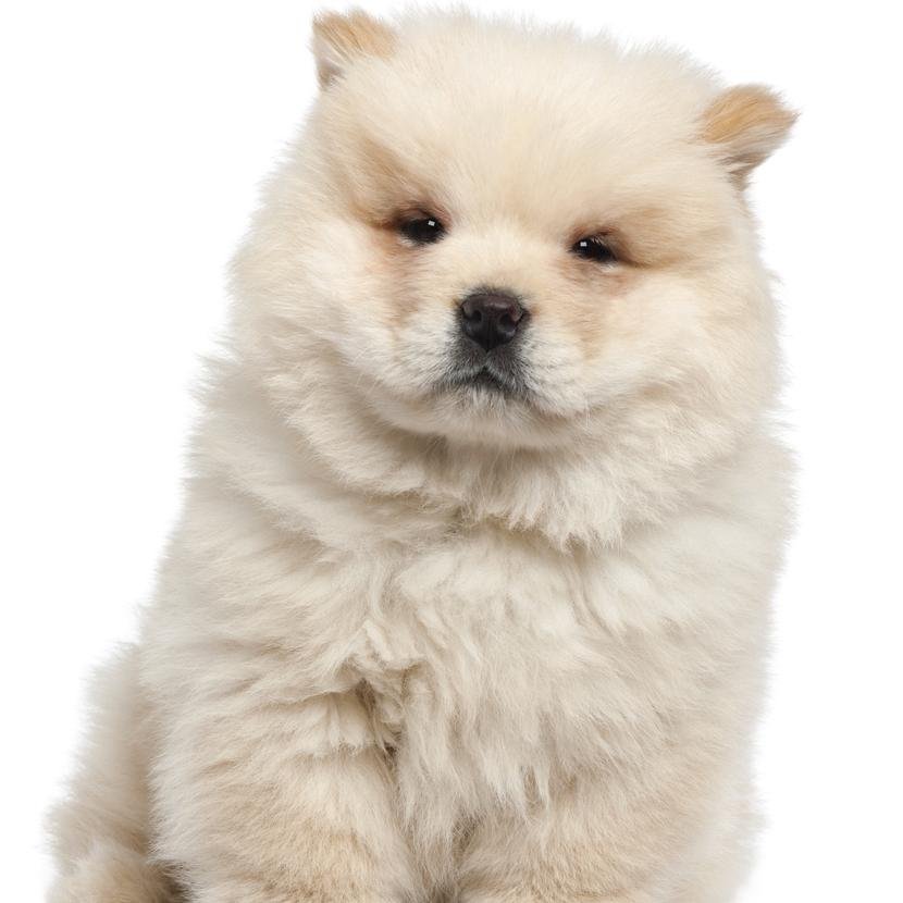 The largest puppy breeder website on the internet, find the perfect puppy from a breeder close to you!