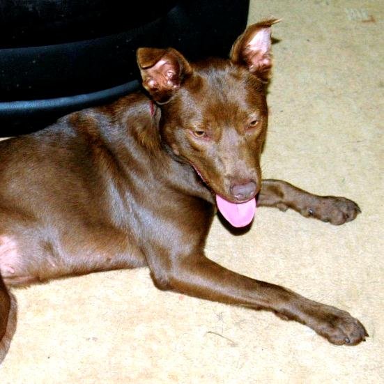 Let Me introduce Myself. My name is Flakie & I'm an Australian Kelpie. I live in Ayrshire & really enjoy walkies & play fighting with @gunnapubdog.