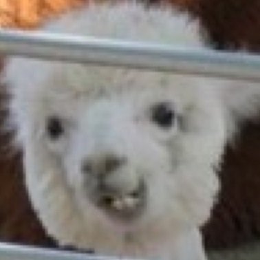 asdfghjklkillme's profile picture. Im slowly becoming the girl my parents once warned me about