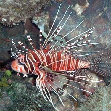 current_01's profile picture. 苺菓しえり、ophelia20mg、ニーナ・リッチ、葉月、劇団暇だけどステキ、水玉ストライプ、湊月あいり、mm limit、Mob.、山本乃愛、yoshimi（d-girls）。