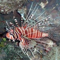 ﾐﾉｶｻｺﾞ@ﾏｲﾝﾄﾞﾌﾙﾈｽ、ｺﾗﾑ法 (@current_01) 's Twitter Profile