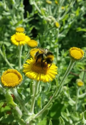 CG Gardeners