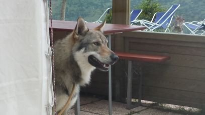 Wolf